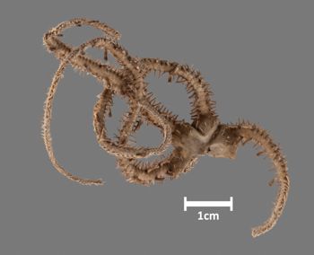 Media type: image;   Invertebrate Zoology OPH-1798 Aspect: dorsal